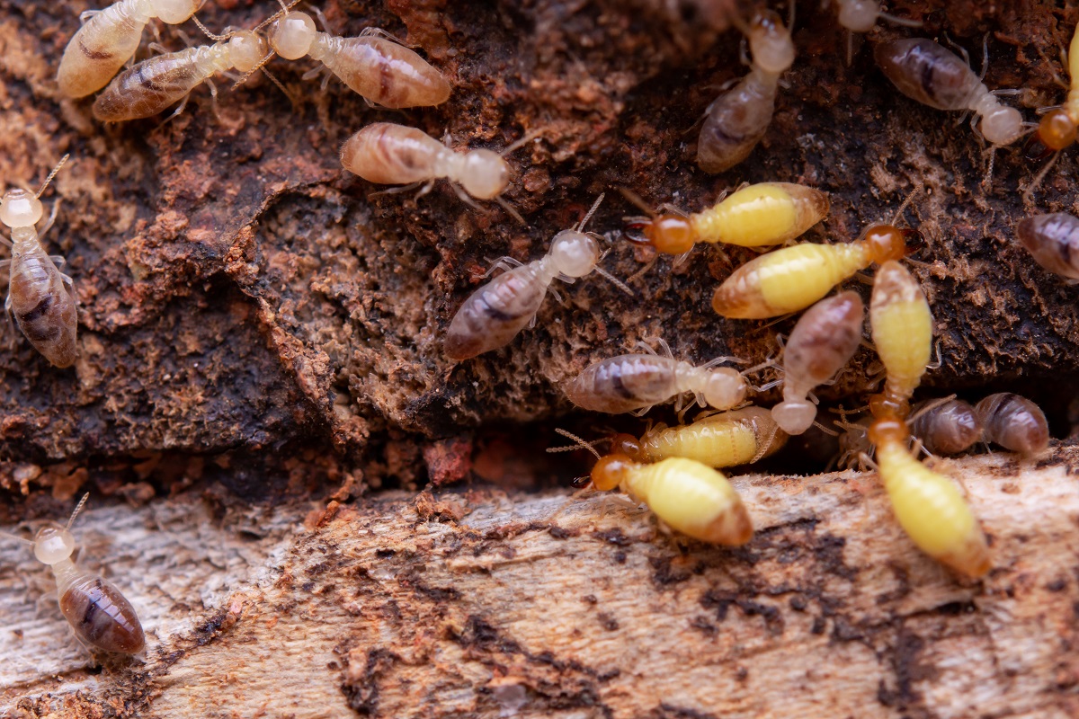 termites